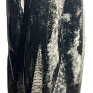 orthoceras statue a4 - Sians Emporium orthoceras statue a4