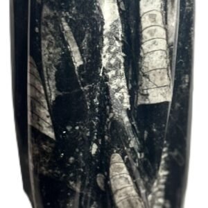 orthoceras statue a3 - Sians Emporium orthoceras statue a3