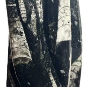 orthoceras statue b2