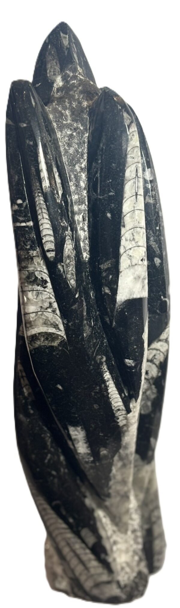 orthoceras statue b2 - Sians Emporium orthoceras statue b2