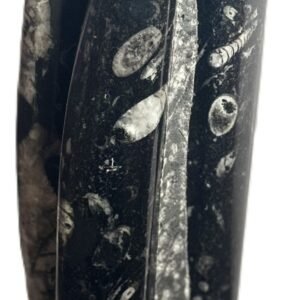 orthoceras statue b3 - Sians Emporium orthoceras statue b3