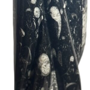 orthoceras statue b4 - Sians Emporium orthoceras statue b4