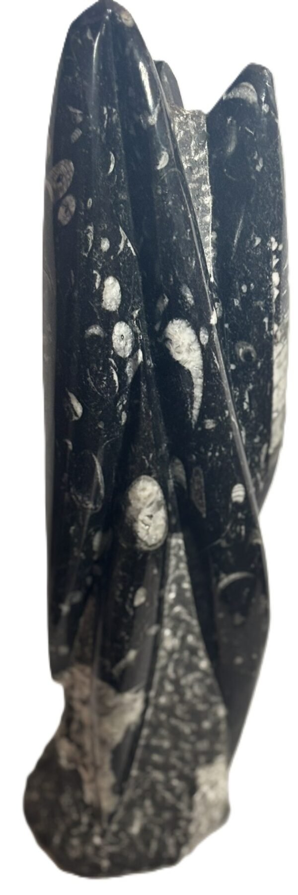 orthoceras statue b4 - Sians Emporium orthoceras statue b4