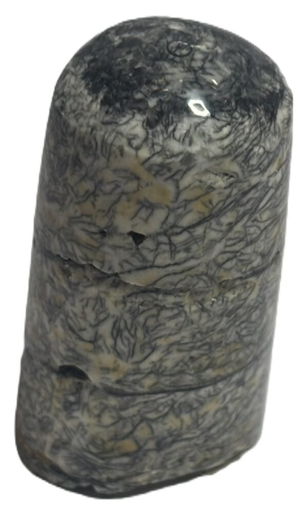 Orthoceras tail 30.2 - Sians Emporium Orthoceras tail 30.2