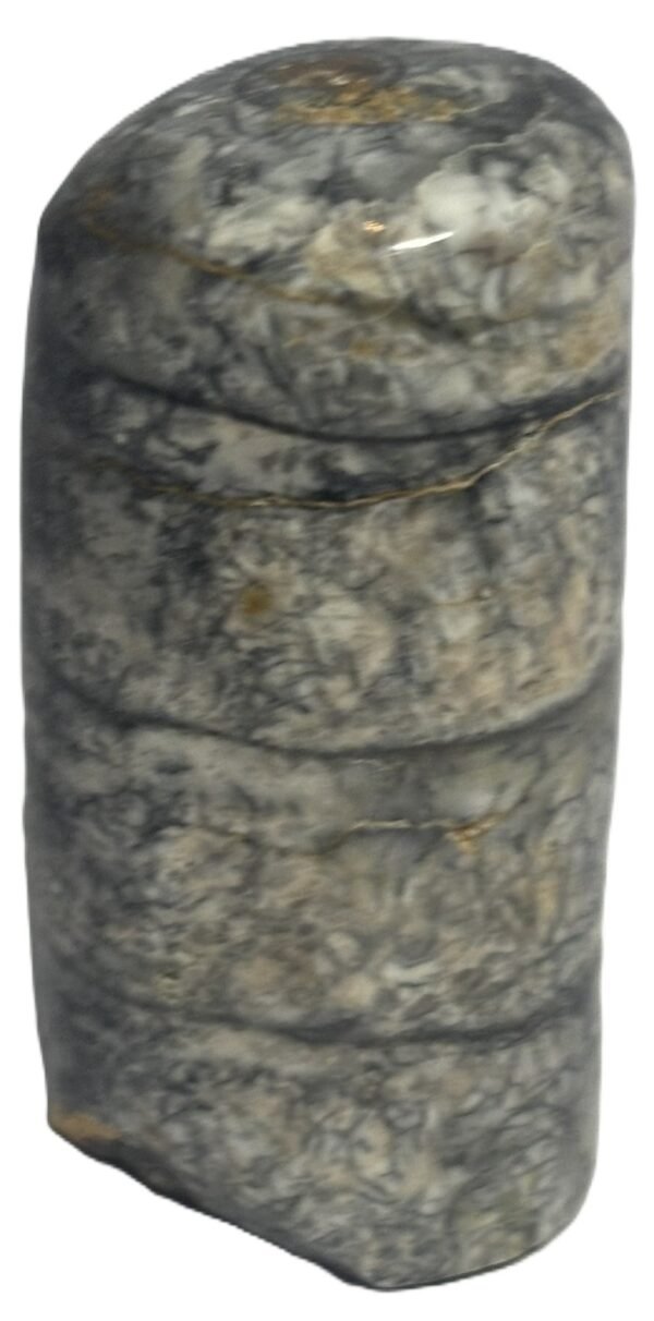 Orthoceras tail 4.4 - Sians Emporium Orthoceras tail 4.4