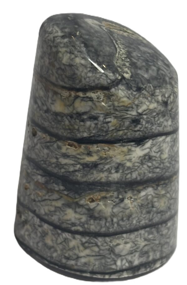 Orthoceras tail 6.1 - Sians Emporium Orthoceras tail 6.1