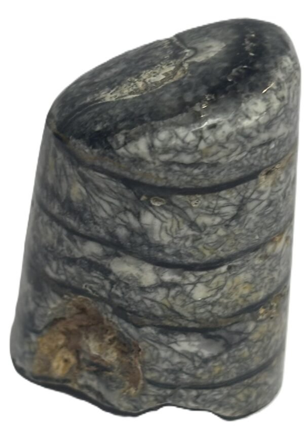 Orthoceras tail 6.2 - Sians Emporium Orthoceras tail 6.2