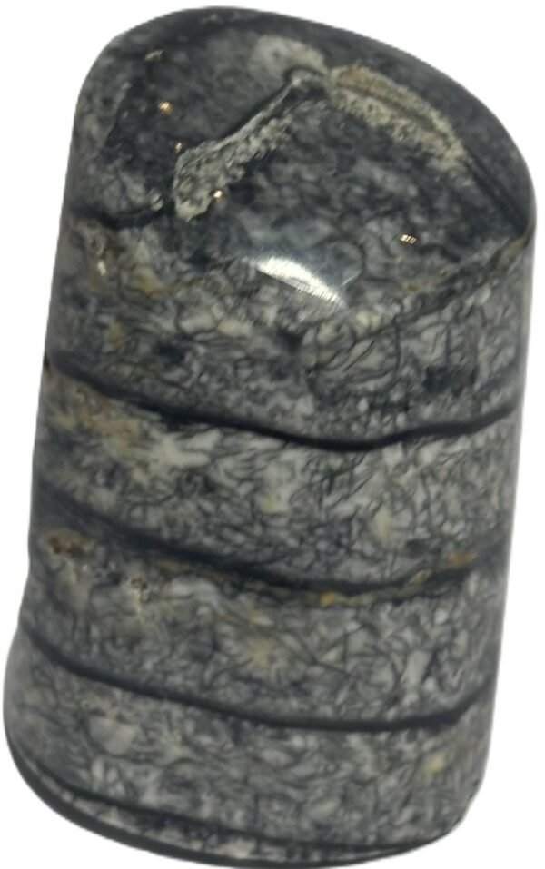 Orthoceras tail 6.3 - Sians Emporium Orthoceras tail 6.3