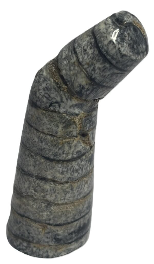 Orthoceras tail 8.1 - Sians Emporium