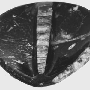 Orthoceras trinket 12