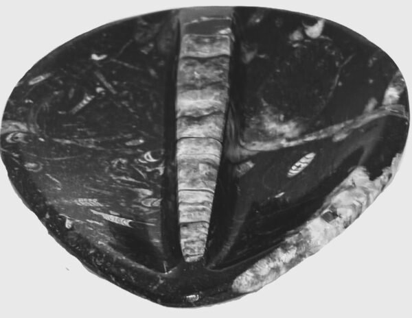 Orthoceras trinket 12
