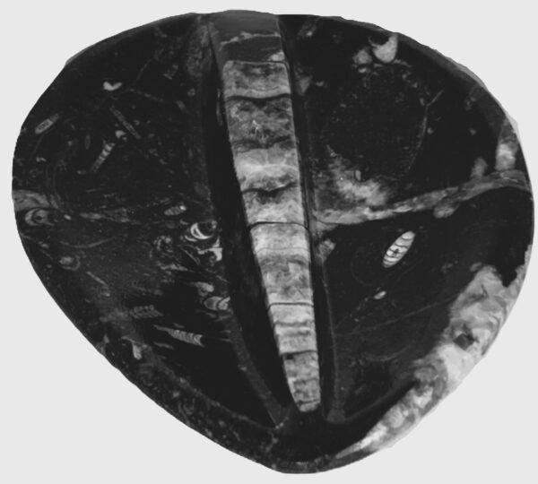 Orthoceras trinket 1.3