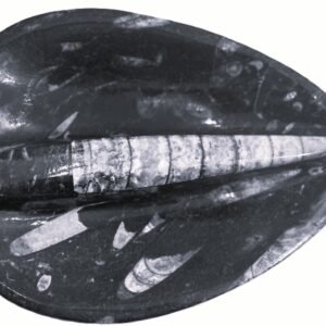 Orthoceras trinket 2.1