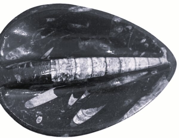 Orthoceras trinket 2.1 - Sians Emporium Orthoceras trinket 2.1