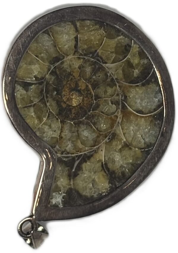 Amoniite fossil pendant a.3