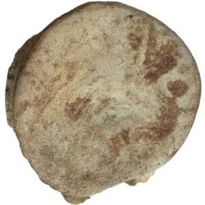 plesiosaur vertebrae 2.1