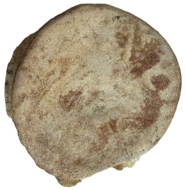 plesiosaur vertebrae 2.1