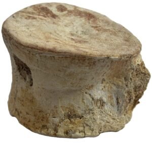 plesiosaur vertebrae 2.2