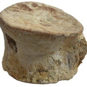 plesiosaur vertebrae 2.2