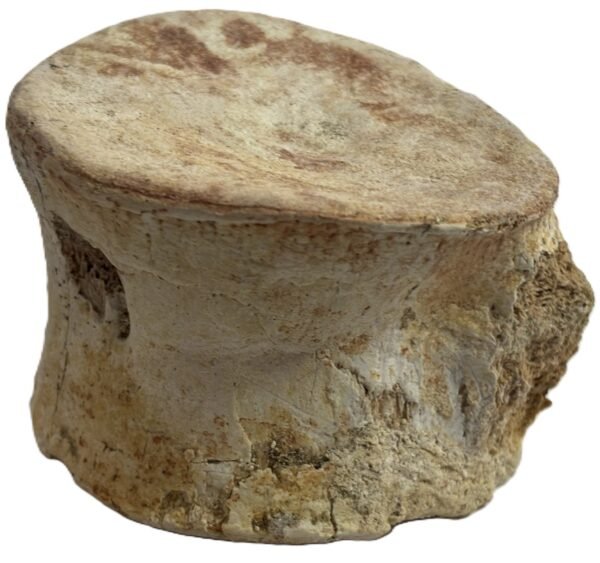 plesiosaur vertebrae 2.2
