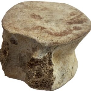 plesiosaur vertebrae 2.3
