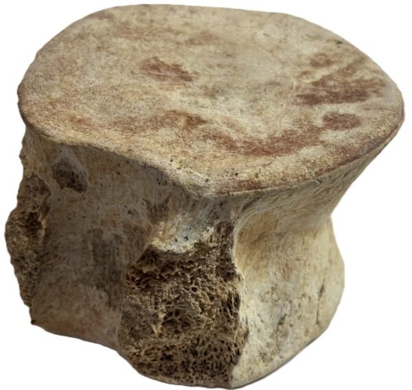 plesiosaur vertebrae 2.3