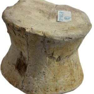 plesiosaur vertebrae 2.4