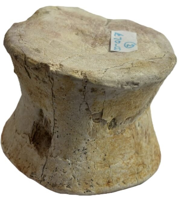 plesiosaur vertebrae 2.4