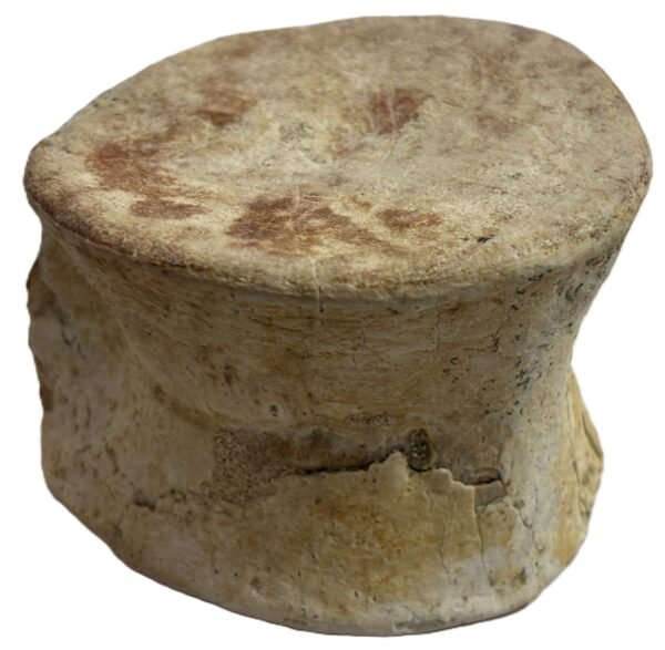 plesiosaur vertebrae 2.5
