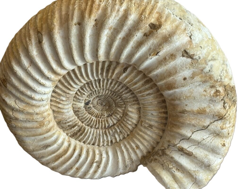 specimen 1.1 - Sians Emporium specimen 1.1