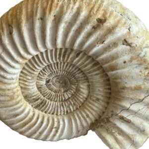 specimen 1.1
