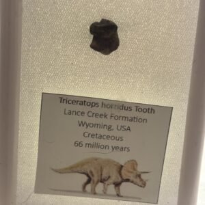 triceratops 1
