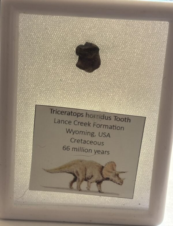 triceratops 1