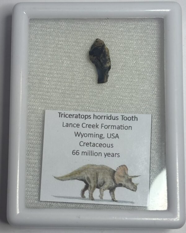 triceratops 51 - Sians Emporium triceratops 51