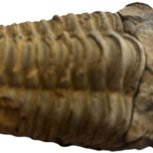 trilobite 1.2 - Sians Emporium trilobite 1.2