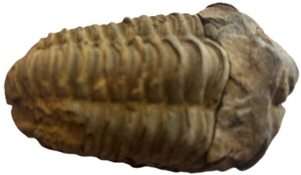 trilobite 1.2 - Sians Emporium trilobite 1.2