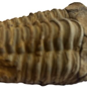 trilobite 1.3 - Sians Emporium trilobite 1.3