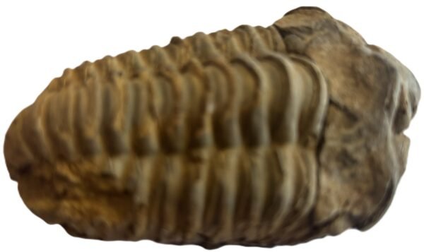 trilobite 1.3 - Sians Emporium trilobite 1.3