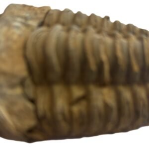 trilobite 1.5 - Sians Emporium trilobite 1.5