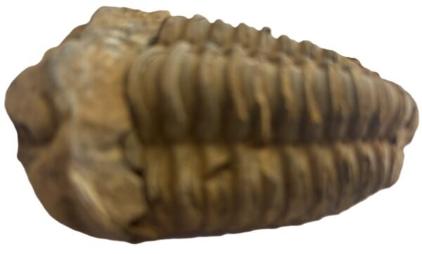 trilobite 1.5 - Sians Emporium trilobite 1.5