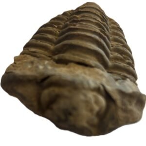 trilobite 1.6