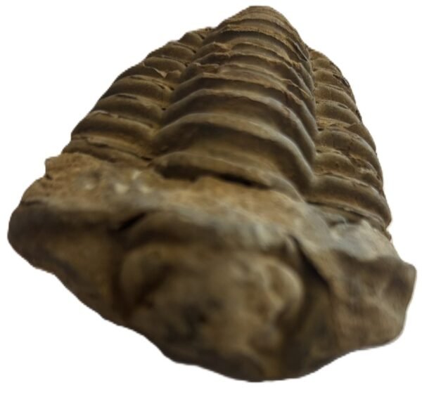 trilobite 1.6 - Sians Emporium trilobite 1.6