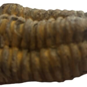 trilobite 2.2 - Sians Emporium trilobite 2.2