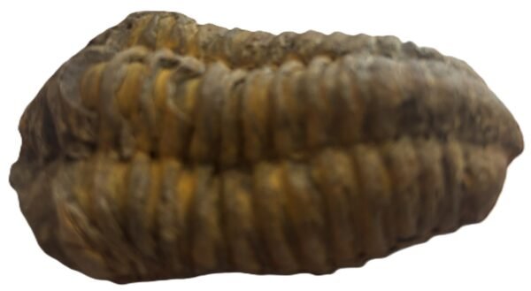 trilobite 2.2 - Sians Emporium trilobite 2.2