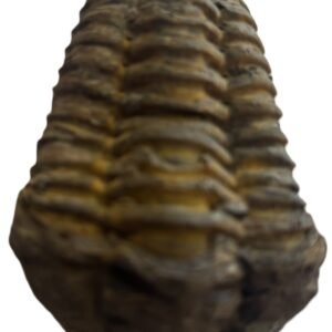 trilobite 2.3