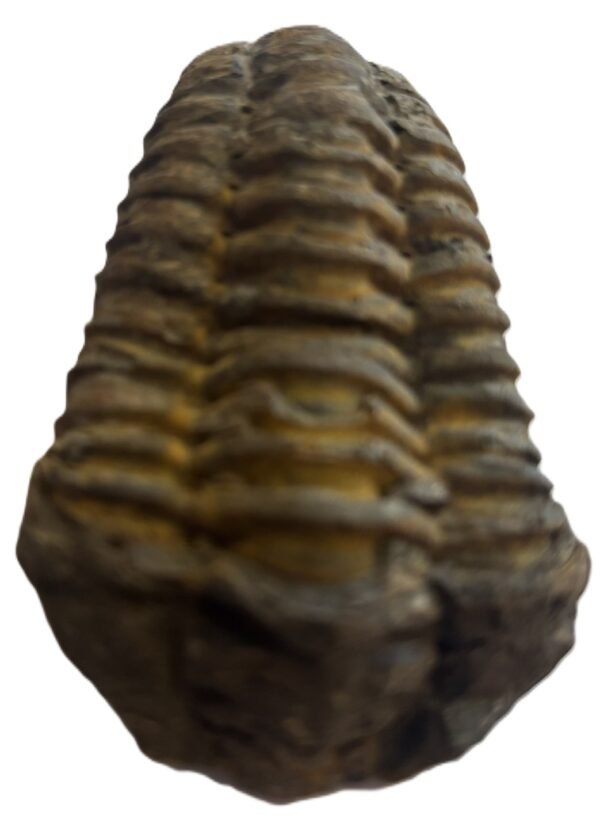 trilobite 2.3 - Sians Emporium trilobite 2.3