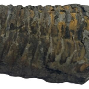 trilobite 3.1 - Sians Emporium trilobite 3.1