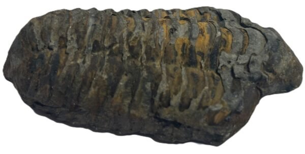 trilobite 3.1 - Sians Emporium trilobite 3.1