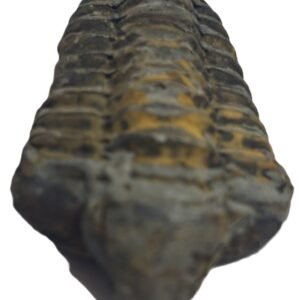 trilobite 3.2 - Sians Emporium trilobite 3.2