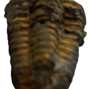 trilobite 3.3 - Sians Emporium trilobite 3.3